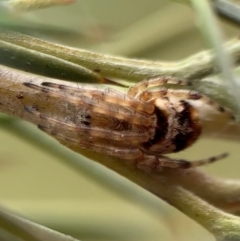 Araneinae (subfamily) at Murrumbateman, NSW - 20 Sep 2021