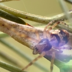 Araneinae (subfamily) at Murrumbateman, NSW - 20 Sep 2021