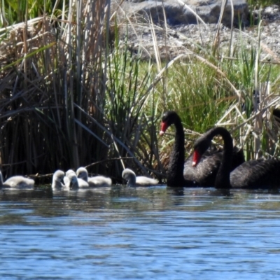 Cygnus atratus (Black Swan) at Isabella Plains, ACT - 22 Sep 2021 by RodDeb