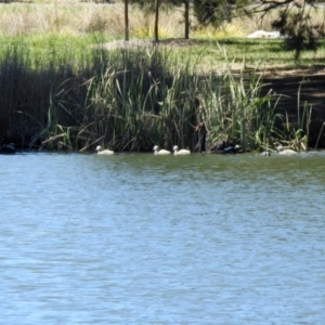 Cygnus atratus at Isabella Plains, ACT - 22 Sep 2021 12:30 PM