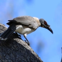 Philemon corniculatus (Noisy Friarbird) at Isabella Plains, ACT - 22 Sep 2021 by RodDeb