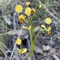 Diuris pardina (Leopard Doubletail) at Bungendore, NSW - 21 Sep 2021 by erikar