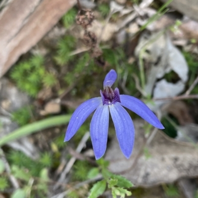 Cyanicula caerulea (Blue Fingers, Blue Fairies) at Mount Jerrabomberra - 16 Sep 2021 by erikar