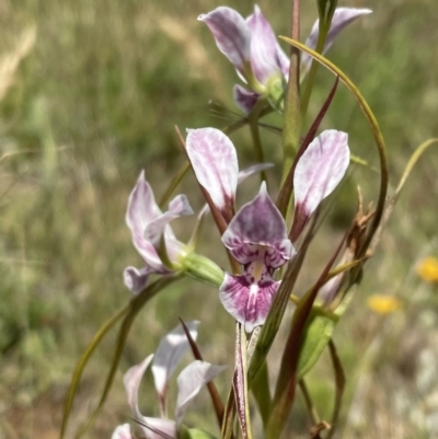 Diuris dendrobioides (Late Mauve Doubletail) by erikar