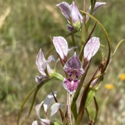 Diuris dendrobioides (Late Mauve Doubletail) at Boorowa, NSW - 24 Nov 2020 by erikar