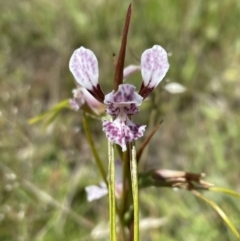 Diuris dendrobioides at suppressed - suppressed