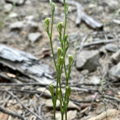 Speculantha parviflora (Tiny Greenhood) at Gundary, NSW - 10 Mar 2021 by erikar