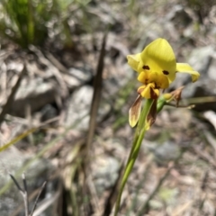 Diuris sulphurea (Tiger Orchid) at Nadgigomar Nature Reserve - 11 Nov 2020 by erikar