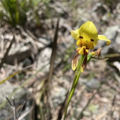 Diuris sulphurea (Tiger Orchid) at Marlowe, NSW - 11 Nov 2020 by erikar