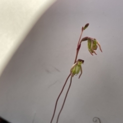 Caleana minor (Small Duck Orchid) at Nadgigomar Nature Reserve - 11 Nov 2020 by erikar