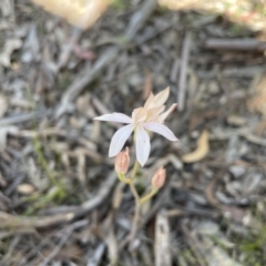 Caladenia moschata (Musky Caps) at Marlowe, NSW - 11 Nov 2020 by erikar