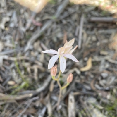 Caladenia moschata (Musky Caps) at Marlowe, NSW - 10 Nov 2020 by erikar