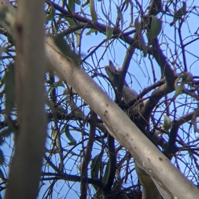 Anthochaera carunculata (Red Wattlebird) at Thurgoona, NSW - 22 Sep 2021 by Darcy