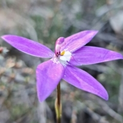 Glossodia major (Wax Lip Orchid) at Denman Prospect, ACT - 22 Sep 2021 by RobG1