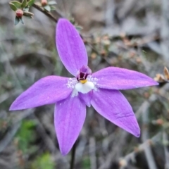 Glossodia major at Denman Prospect, ACT - 22 Sep 2021