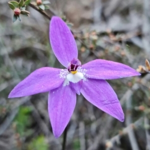 Glossodia major at Denman Prospect, ACT - 22 Sep 2021