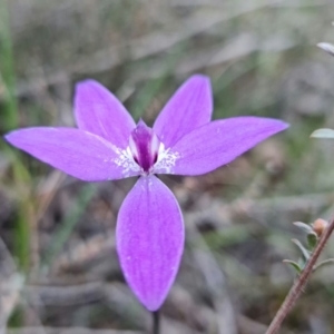 Glossodia major at Denman Prospect, ACT - 22 Sep 2021