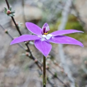 Glossodia major at Denman Prospect, ACT - 22 Sep 2021