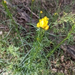 Xerochrysum viscosum (Sticky Everlasting) at Thurgoona, NSW - 22 Sep 2021 by Darcy