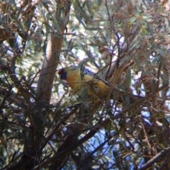 Platycercus elegans flaveolus (Yellow Rosella) at Thurgoona, NSW - 22 Sep 2021 by Darcy