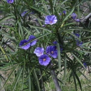 Solanum linearifolium at Hawker, ACT - 15 Sep 2021