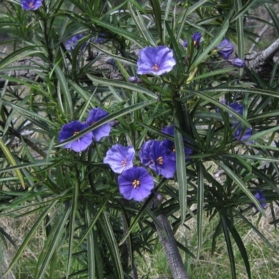 Solanum linearifolium (Kangaroo Apple) at The Pinnacle - 15 Sep 2021 by pinnaCLE