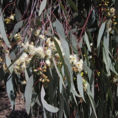 Eucalyptus bridgesiana (Apple Box) at Hawker, ACT - 15 Sep 2021 by pinnaCLE