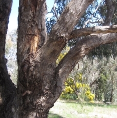 Eucalyptus bridgesiana at Hawker, ACT - 15 Sep 2021 12:03 PM