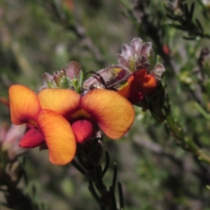 Dillwynia sericea at Hawker, ACT - 15 Sep 2021 12:23 PM