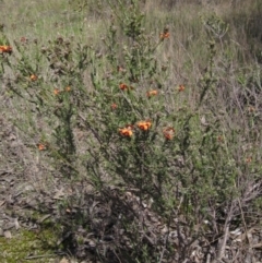 Dillwynia sericea at Hawker, ACT - 15 Sep 2021 12:23 PM