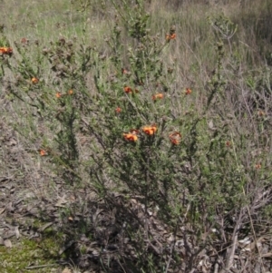 Dillwynia sericea at Hawker, ACT - 15 Sep 2021 12:23 PM