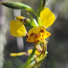 Diuris pardina (Leopard Doubletail) at Stromlo, ACT - 22 Sep 2021 by RobG1