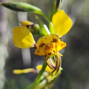 Diuris pardina at Stromlo, ACT - 22 Sep 2021