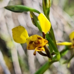 Diuris pardina at Stromlo, ACT - 22 Sep 2021