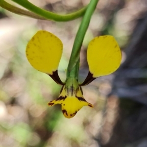 Diuris pardina at Stromlo, ACT - 22 Sep 2021