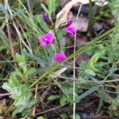 Glycine clandestina (Twining Glycine) at Hawker, ACT - 20 Sep 2021 by SarahEarle