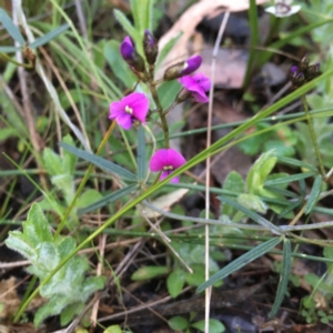 Glycine clandestina at Hawker, ACT - suppressed