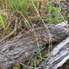 Glycine clandestina at Hawker, ACT - suppressed