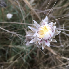 Leucochrysum albicans (Hoary Sunray) at Weetangera, ACT - 30 Aug 2021 by SarahE