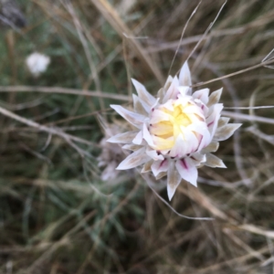 Leucochrysum albicans at Weetangera, ACT - 30 Aug 2021