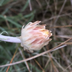 Leucochrysum albicans at Weetangera, ACT - 30 Aug 2021