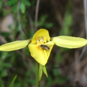 Diuris chryseopsis at Kambah, ACT - suppressed