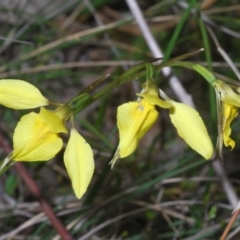 Diuris chryseopsis at Kambah, ACT - suppressed