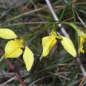 Diuris chryseopsis at Kambah, ACT - suppressed