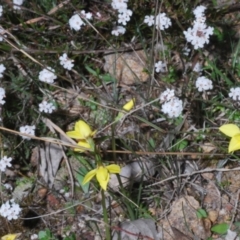 Diuris chryseopsis at Kambah, ACT - suppressed