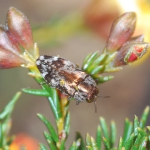 Diphucrania acuducta at Holt, ACT - 19 Sep 2021 12:12 PM