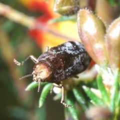 Diphucrania acuducta at Holt, ACT - 19 Sep 2021 12:12 PM