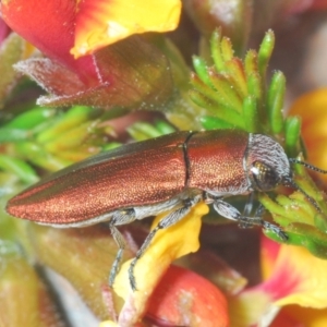 Melobasis propinqua at Bruce, ACT - 22 Sep 2021