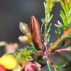 Melobasis propinqua at Bruce, ACT - 22 Sep 2021 05:59 PM