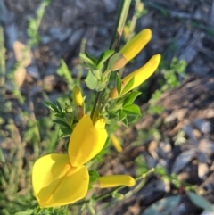 Cytisus scoparius subsp. scoparius (Scotch Broom, Broom, English Broom) at Palmerston, ACT - 22 Sep 2021 by Jenny54